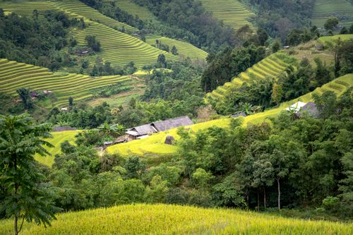 Free Lush green rice terraces in a scenic rural landscape, showcasing nature's beauty and agricultural art. Stock Photo