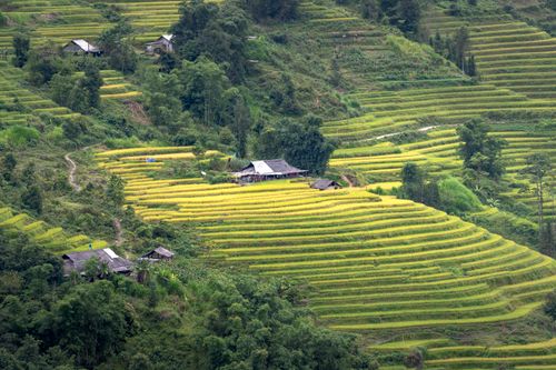 Free Lush green terraced rice fields with rustic huts in a picturesque valley setting. Stock Photo