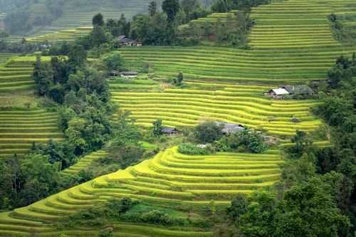 Free Breathtaking view of terraced rice fields with scattered huts in a green, rural landscape. Stock Photo
