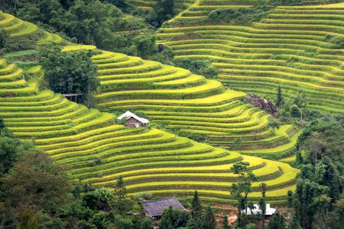 Free Aerial view of vibrant green terraced rice fields with wooden huts, showcasing natural beauty. Stock Photo