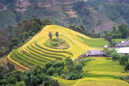 Free A picturesque aerial shot capturing vibrant rice terraces in a rural hillside landscape. Stock Photo
