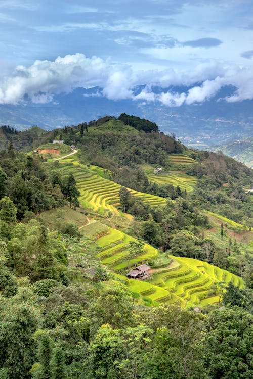 Aerial Photography of a Rice Terraces