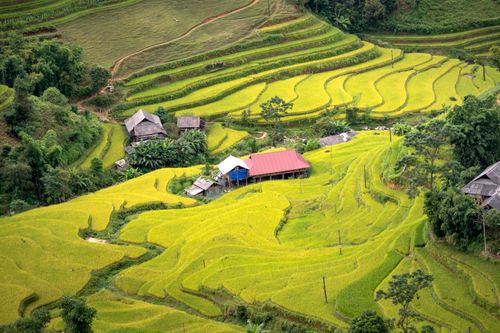 Free Scenic aerial view of lush green rice terraces with farmhouses, showcasing vibrant agriculture. Stock Photo