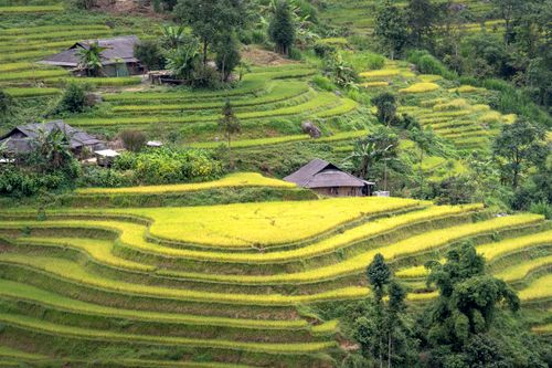 Free Aerial view of vibrant green rice terraces with traditional houses in Vietnam, showcasing nature's beauty. Stock Photo