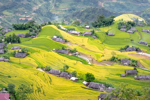 Aerial Photography of a Small Neighborhood on a Paddy Field