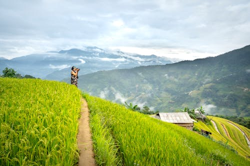 A Person Standing on a Rice Field