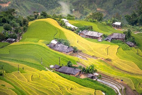 Free Drone shot of vibrant green and yellow terraced rice fields with scattered houses. Stock Photo