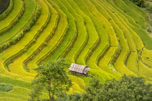 Free Vibrant green rice terraces with a rustic wooden hut nestled among them. Stock Photo