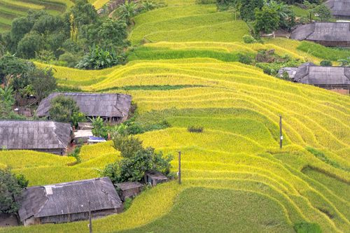Free Serene aerial shot of green rice terraces and rustic rural houses surrounded by vegetation. Stock Photo