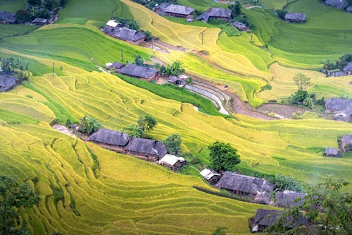 Foto profissional grátis de ao ar livre, arrozal, árvores