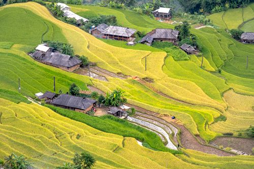 Free Drone shot of lush rice terraces with small rural homes, depicting idyllic countryside living. Stock Photo