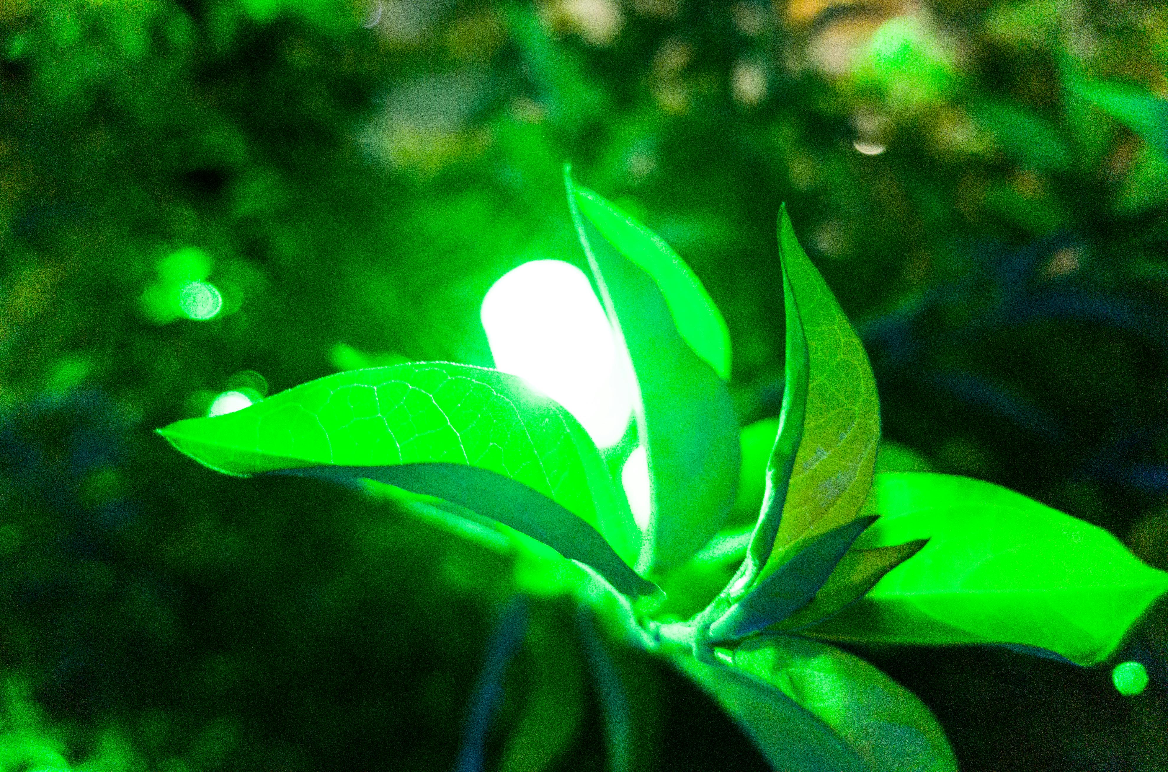 Free stock photo of glow, green, light