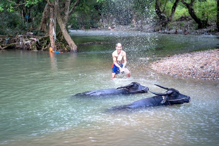 A Man Standing In A River With Bulls