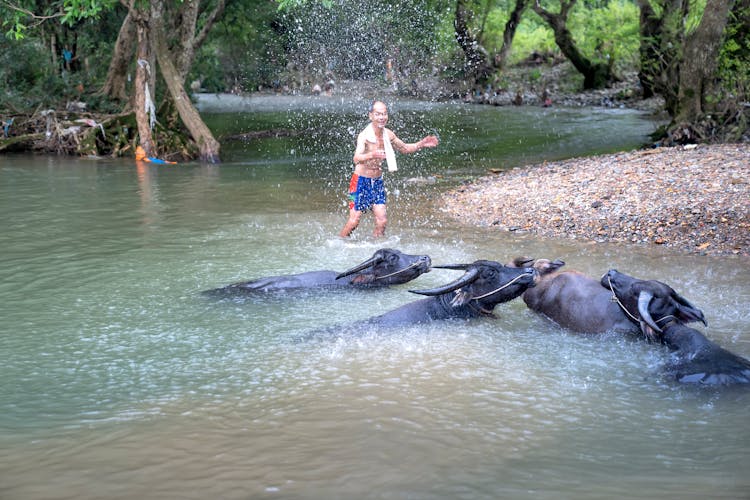 A Man With Bulls In A River