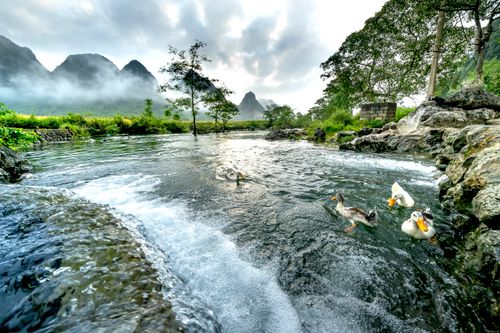 Free A tranquil river with ducks swimming, framed by misty mountains. Stock Photo