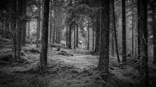 Free A serene black and white photo of dense woodland with towering tree trunks. Stock Photo