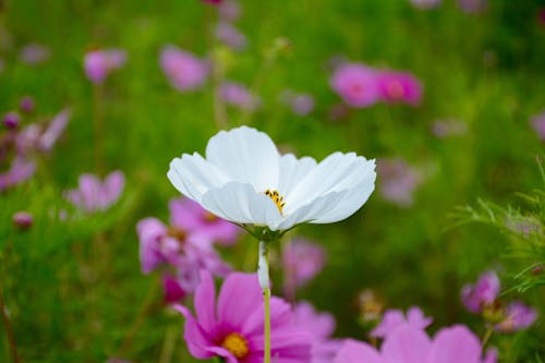 白い花びらの花のセレクティブフォーカス写真
