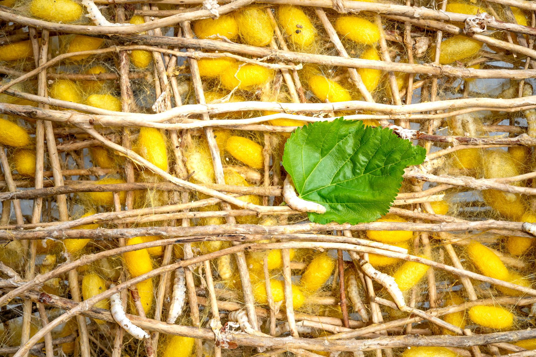 Detailed image of yellow cocoons among sticks with a green leaf, highlighting sericulture.