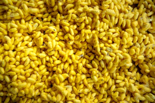 Free Close up of Yellow Corn Stock Photo