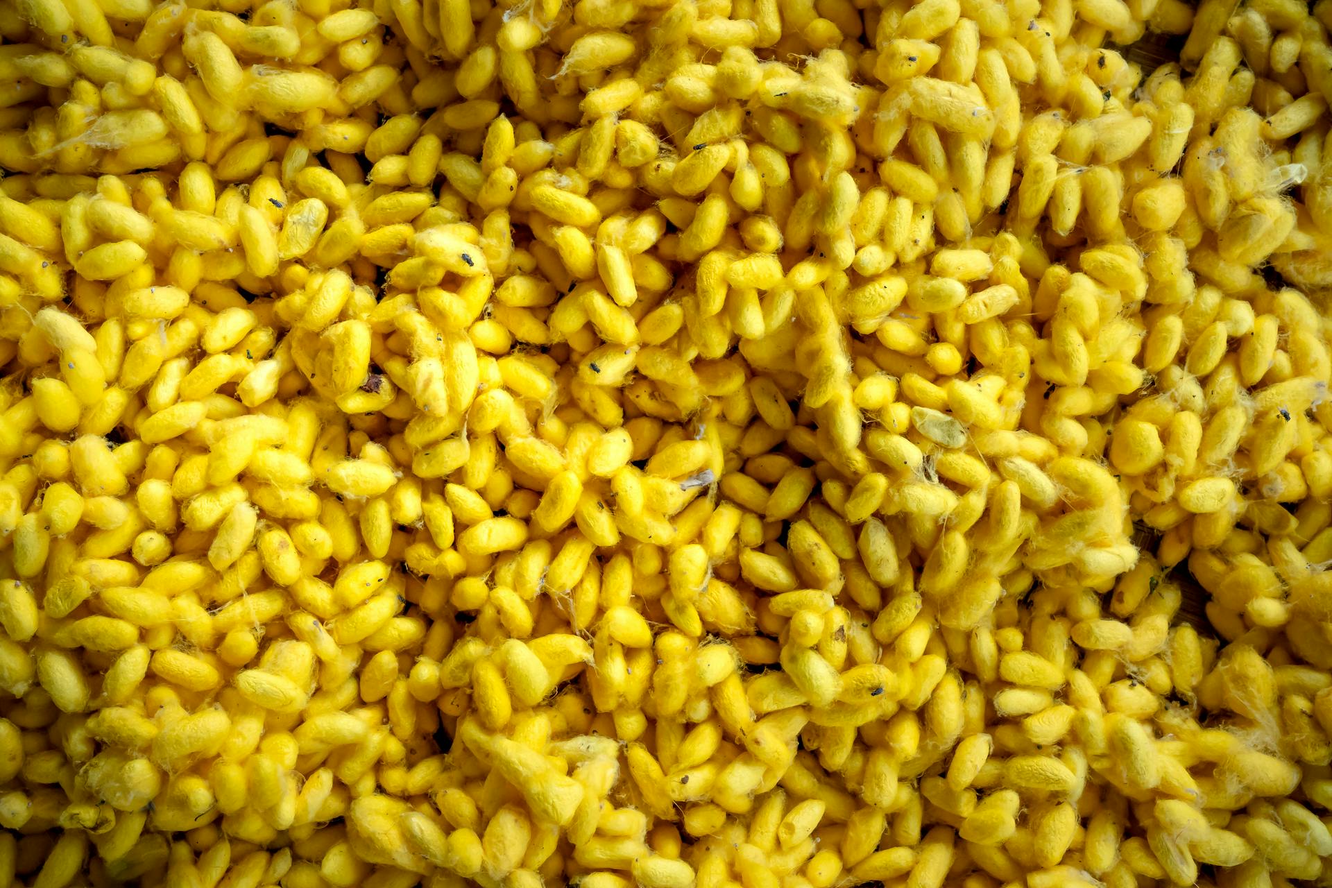 Close-up view of yellow corn kernels, capturing texture and color in abundance.