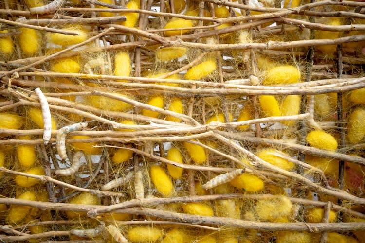 Making Cocoon Silk  Production