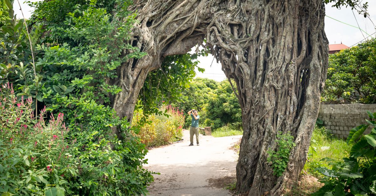Tree Arch Roots Man Photographing Roots of a Large Tree Arching Over a Footpath · Free ...