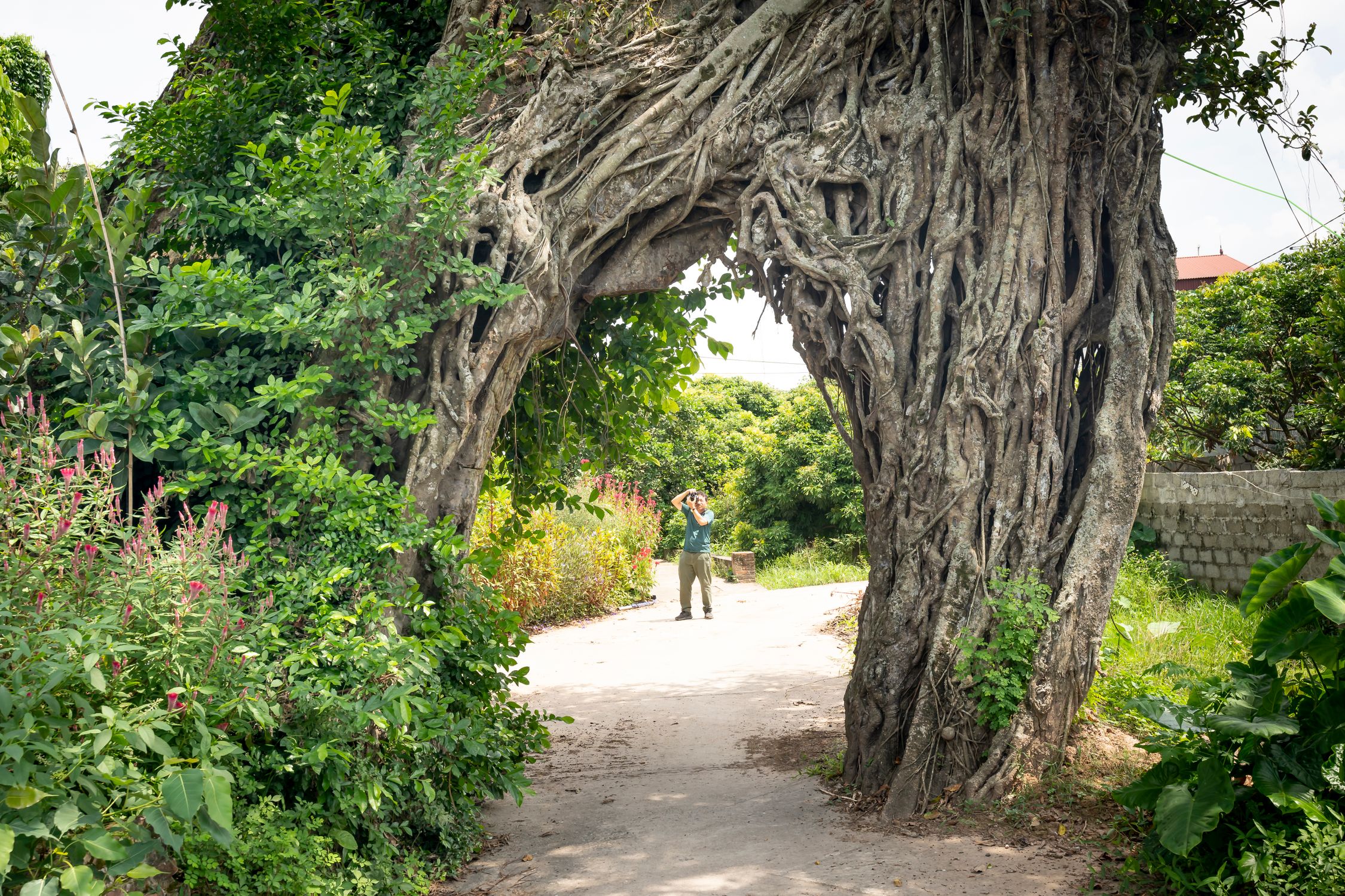 Footpaths Over Tree Roots Man Photographing Roots of a Large Tree Arching Over a Footpath · Free ...