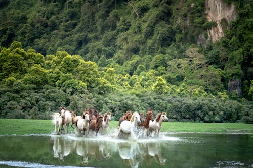 ağaçlar, atlar, büyükbaş hayvan sürüsü içeren Ücretsiz stok fotoğraf