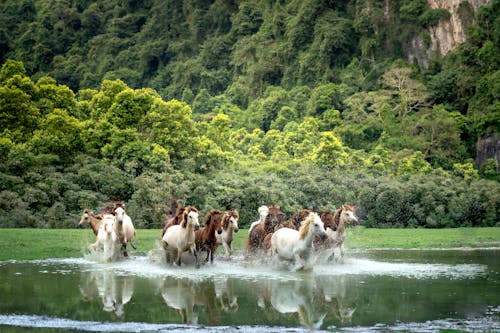 Horses Running in Water