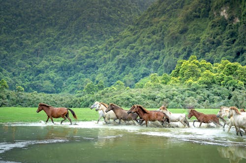 Horses Running in Water in a Valley 