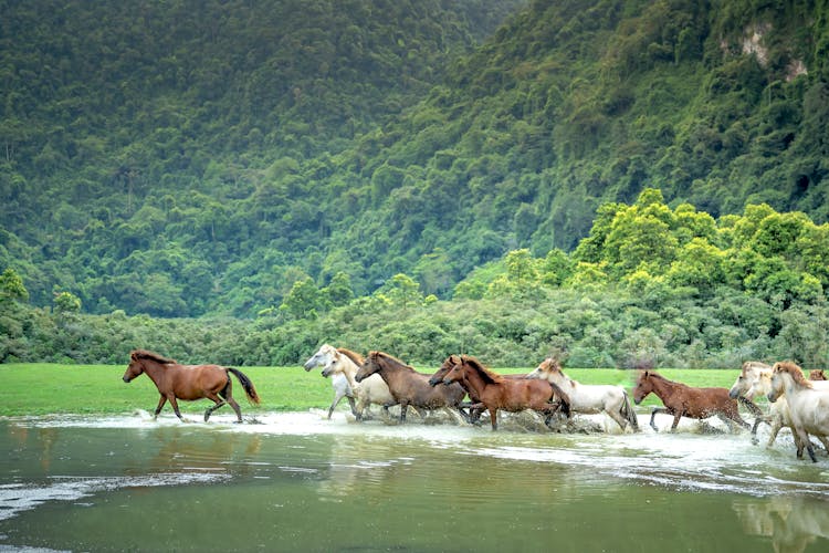 Horses Running In Water In A Valley 