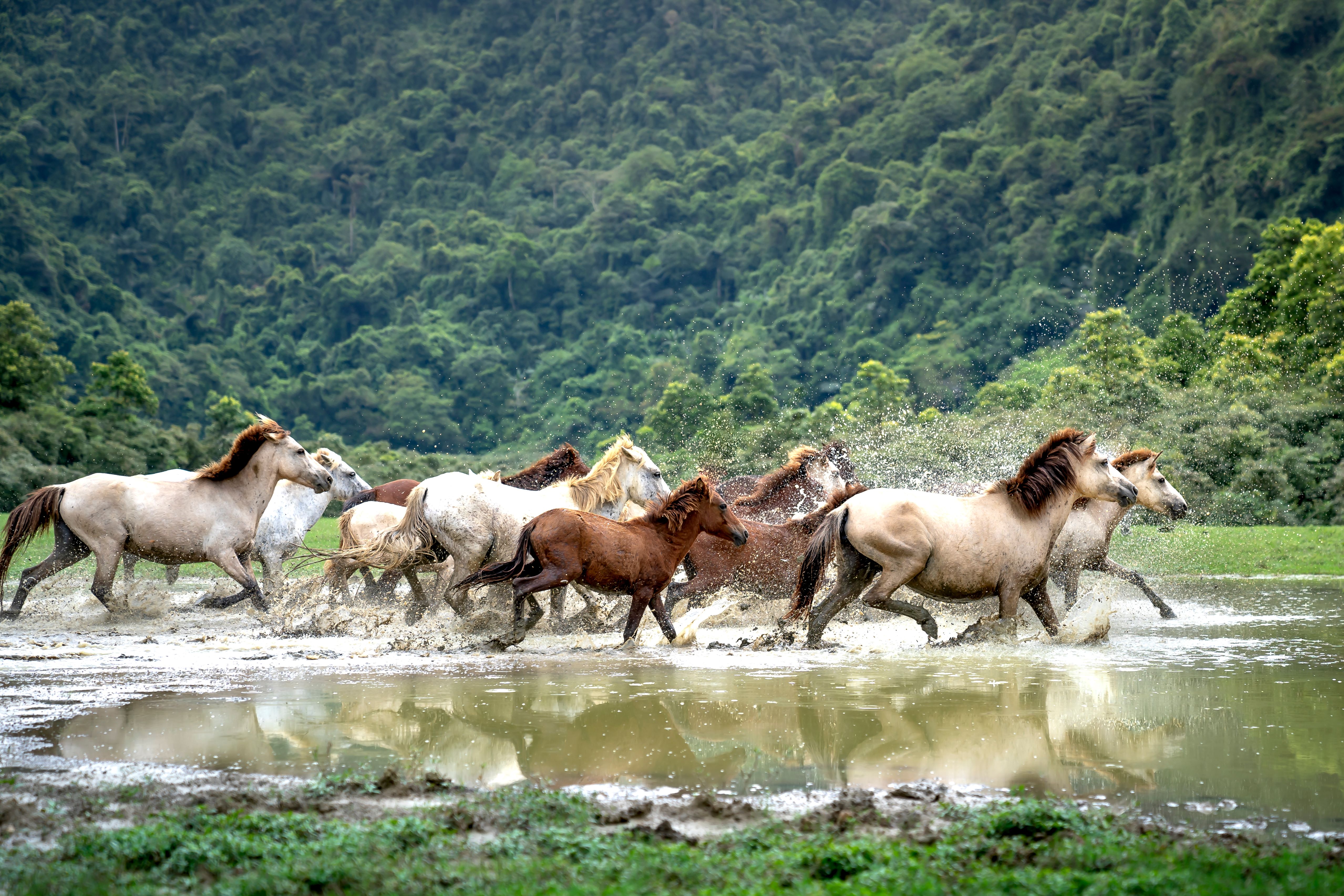 A herd of wild horses gallop through the water, set against lush, green forest scenery.