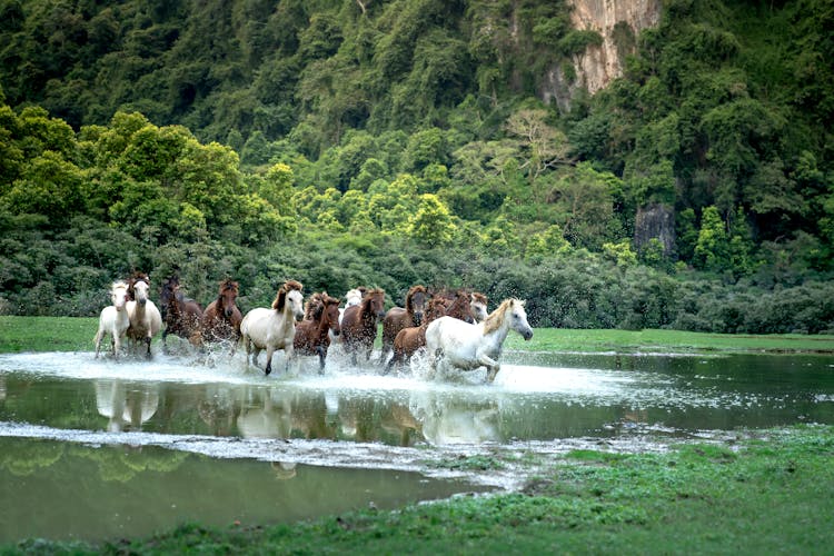 Horses Running In Water In A Valley 