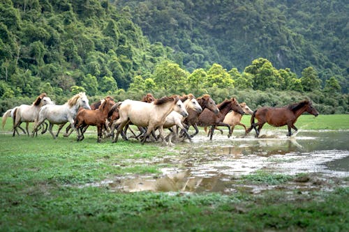 Free Herd of Horses Running Through a Pasture Stock Photo
