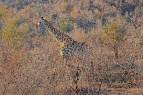 A Giraffe Standing in a Savanna
