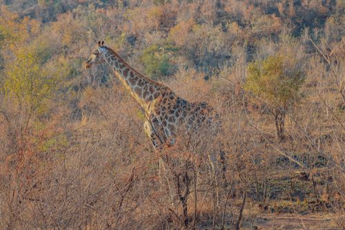 Free A lone giraffe stands gracefully in the African savanna surrounded by dry foliage. Stock Photo