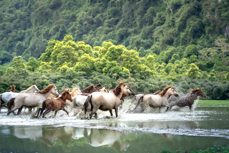 A Herd Of Horses Running In A Pond