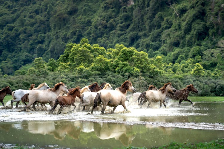 A Herd Of Brown And White Horses Running In A Pond