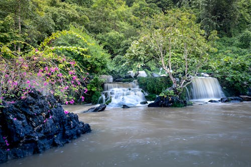 Безкоштовне стокове фото на тему «водоспади, зелені дерева, мальовничий»