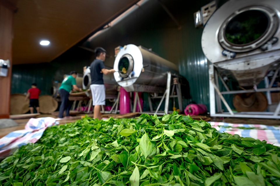 Fresh green tea leaf heaped on a cloth in a tea factory, workers at the drums behind