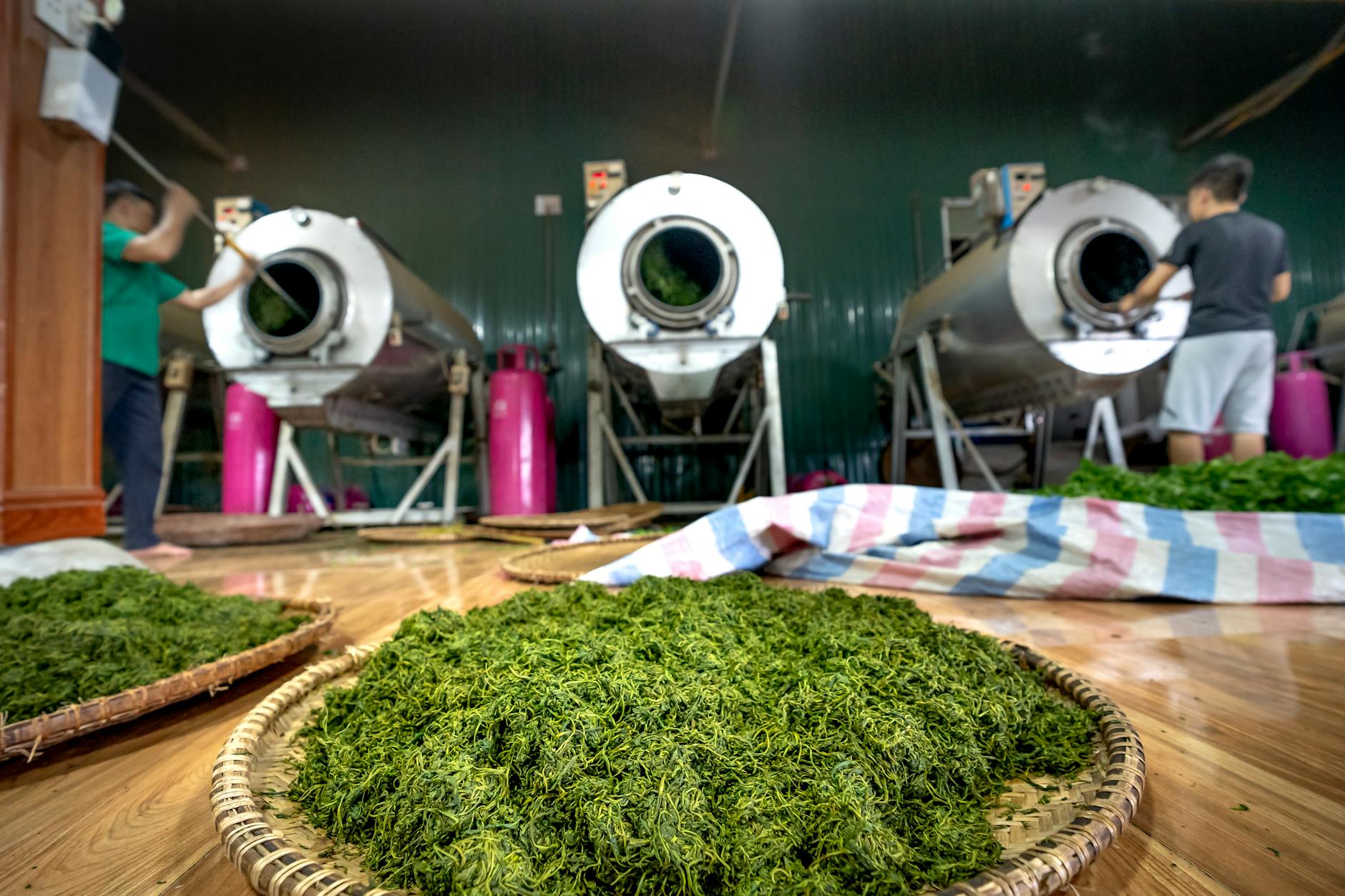 Close-up of green tea leaves drying in an industrial tea processing factory indoors. Is Lipton Green Tea Good for You?