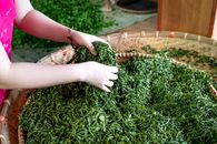 A Person Holding Green Leaves