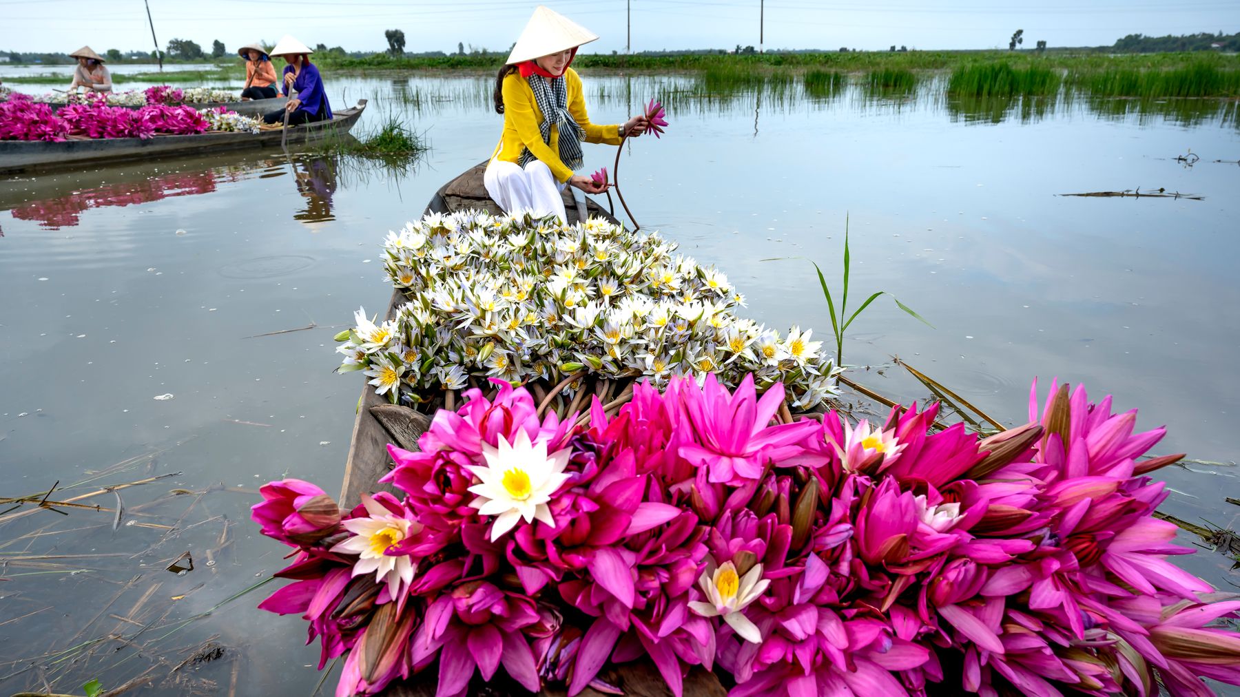 Women harvesting vibrant lotus flowers on a serene river, showcasing nature's beauty.