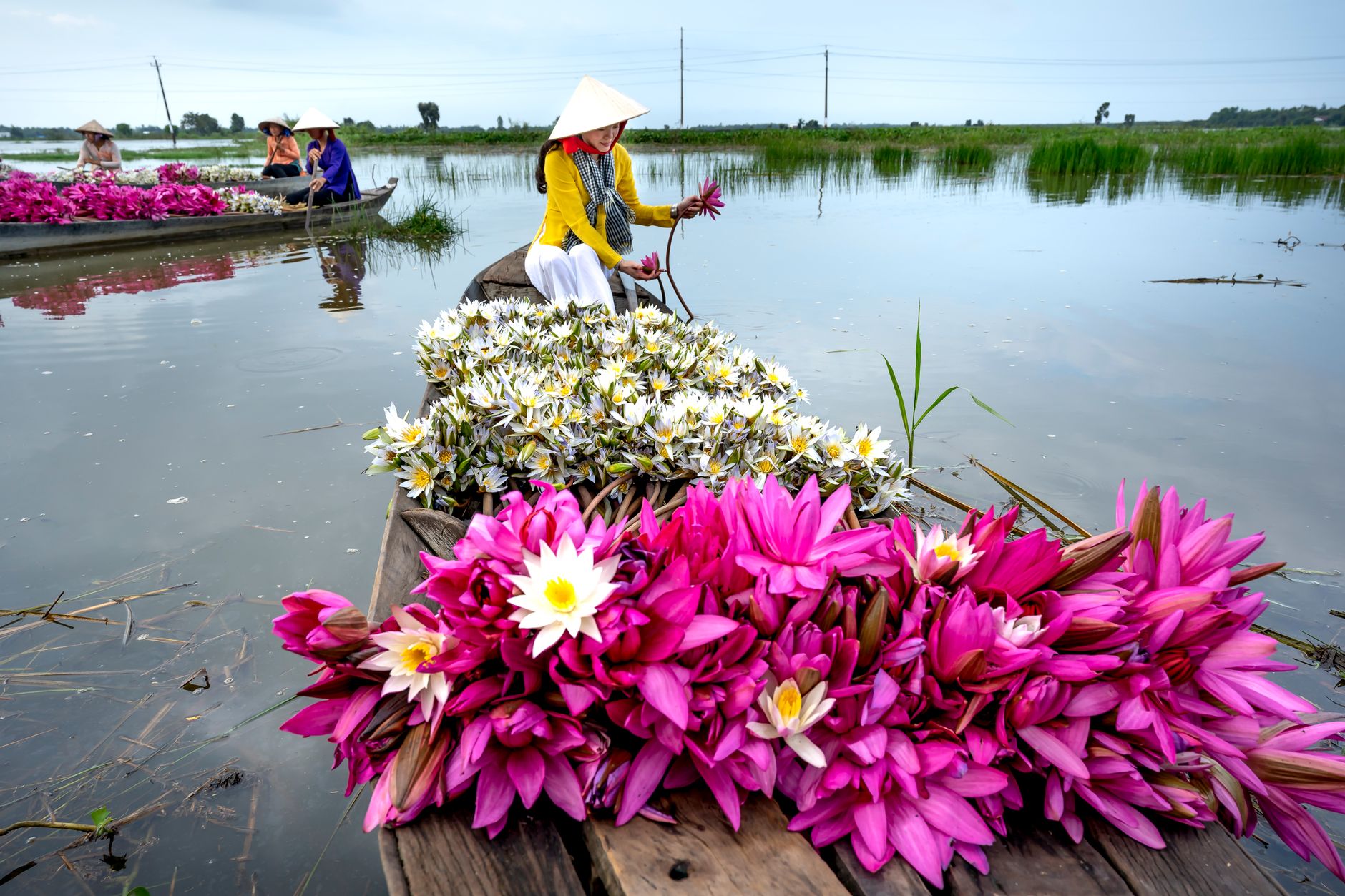 Women harvesting vibrant lotus flowers on a serene river, showcasing nature's beauty.