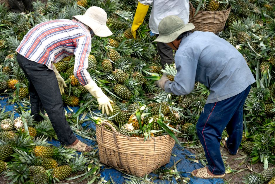 Photo by Quang Nguyen Vinh Two farmers picking ripe pineapples into woven baskets on a plantation.