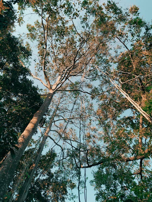 Darmowe zdjęcie z galerii z drzewa, gałęzie, perspektywa żabia
