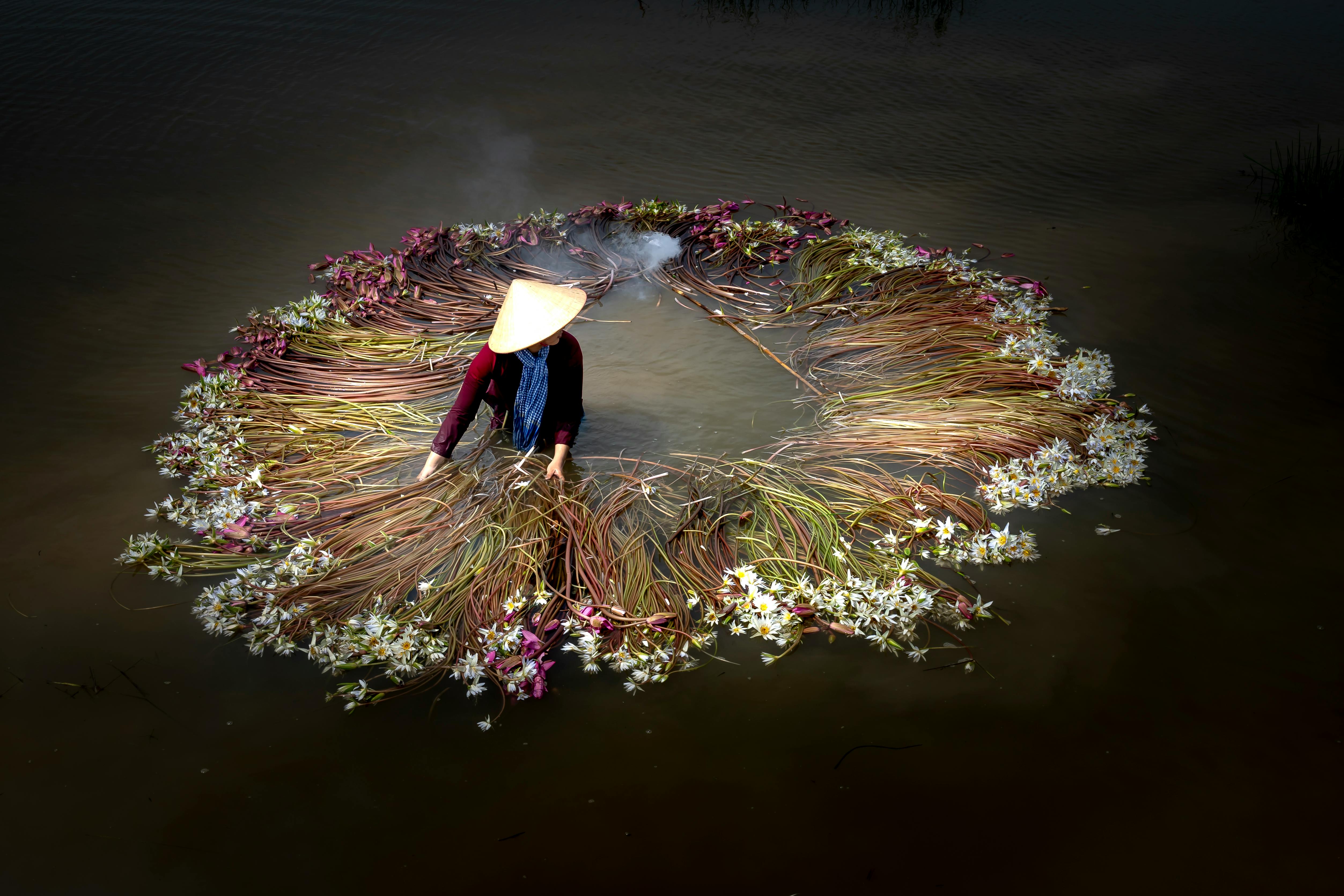Free A farmer wearing a conical hat gathers blooming water lilies in a serene lake. Captivating rural scene. Stock Photo
