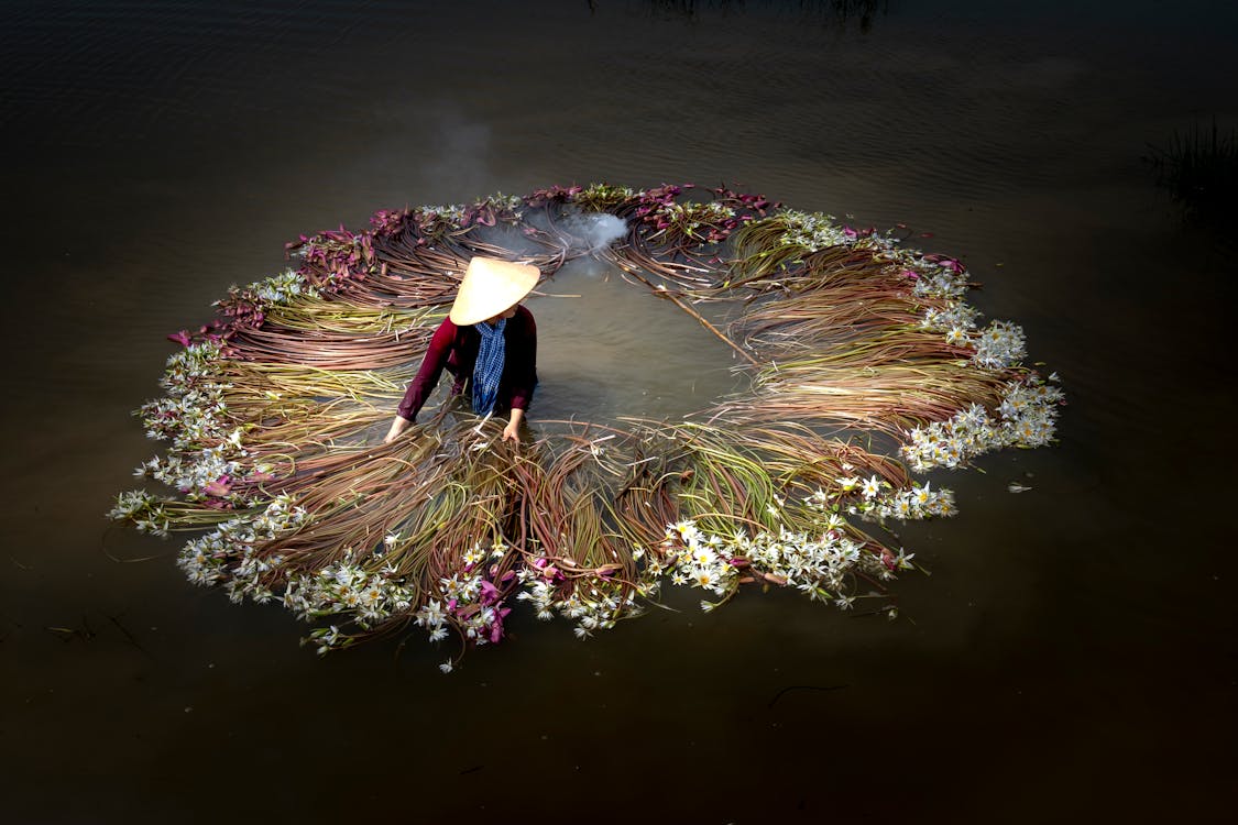 Free A farmer wearing a conical hat gathers blooming water lilies in a serene lake. Captivating rural scene. Stock Photo