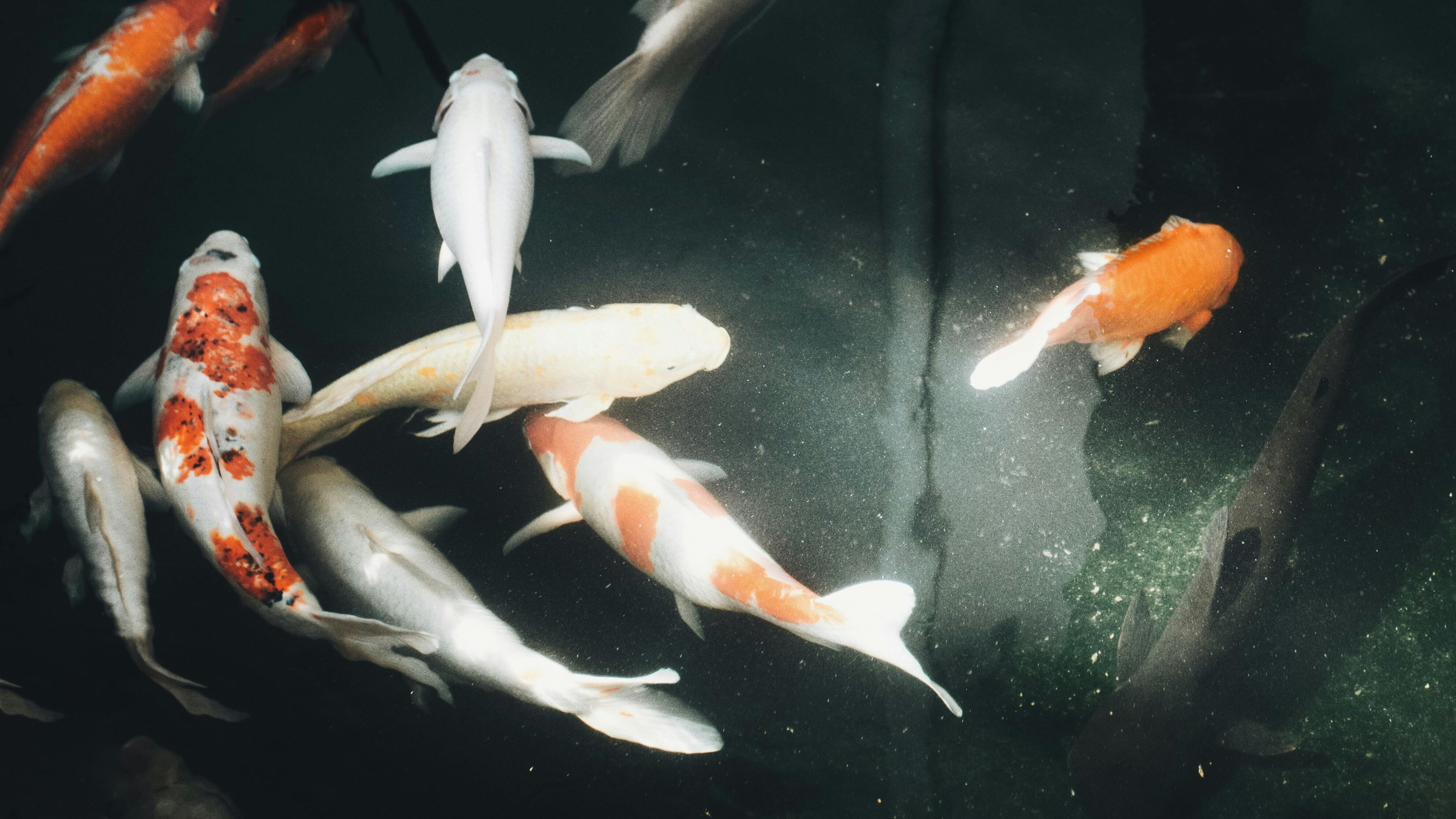 长春支付机构如何用肇新智能文档比对核查复杂格式业务规则的更新