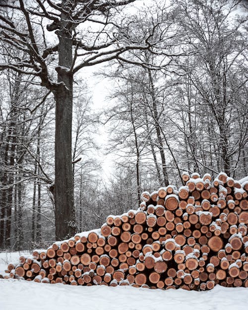 Stacks of Wooden Logs on a Snow Covered Forest